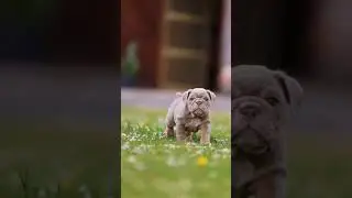 pitbull puppy lover | pitbull dog status #trending #viral #dog #pitbull