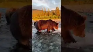 Bear vs fish | Bear hunts fish #animals #soralife #viral #funny #ihavethisthingwithplants #wildlife