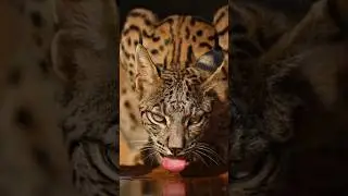The Ghost Cat of the Forest  Meet the Mysterious Lynx #wildlife #wildanimals