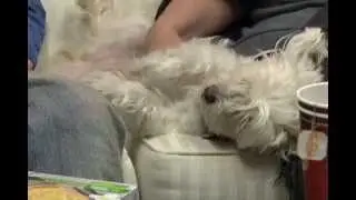 Pet Loss Support