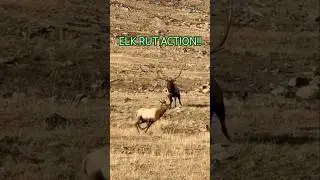 High Country Elk Rut Action!! #hunting #elkhunting #elk
