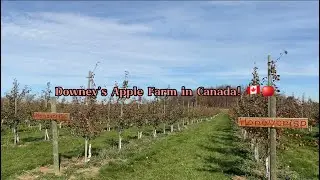 Downey&rsquo;s Apple Farm in Canada! 🇨🇦 🍎 🍏