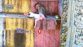 Emily makes baby monkey Albert f-a-ll down b-a-dly so Emily s-c-ared of her mistake to mother ALLY