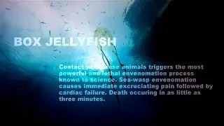 DEADLY: Box Jellyfish/ Sea Wasp