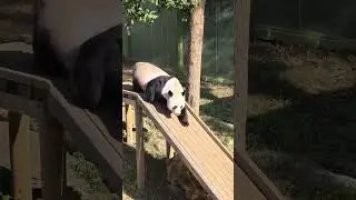 The panda dashes to the slide, its chubby form slides all the way down&mdash;so smooth! #panda #cute