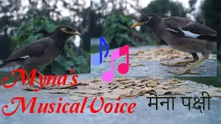मैना चिड़िया - bird Myna (Maina), Myna whistle, Maina sound, musical voice