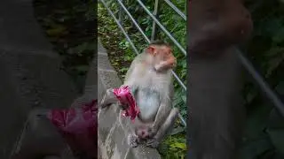 Saving Monkeys: Conservation Efforts Around the World