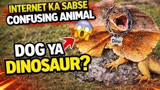 Internet Ka Sabse Confusing Animal😱#ConfusingAnimal#Animal#DogOrDinosaur#WeirdAnimals#ViralVideo 