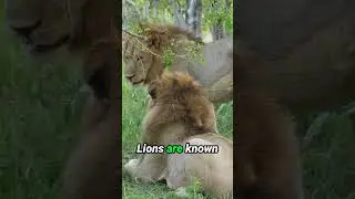 🦁 5 Characteristics of a LION 🦁