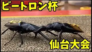 東北史上初!クワガタ相撲大会　ビートロン杯in仙台