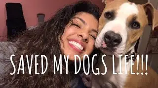 STORY TIME | HOW I SAVED MY DOGS LIFE!!!