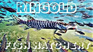 Coho, Steelhead spawning, jumbo Trout and Tiger Muskie feeding frenzy at the Ringold Fish Hatchery!