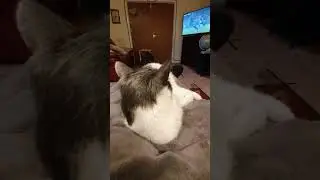 Meesha watching football 🙂