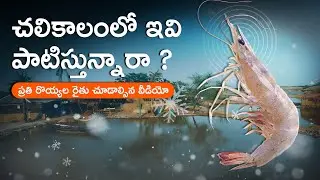 Winter Season Alert for Shrimp Farmers | DO Drop, Feed Issues & Loss Prevention Tips | Shrimp News