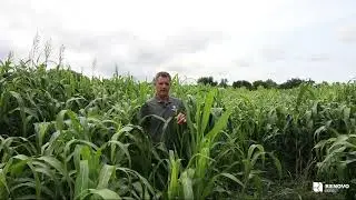 Turbo &ndash; BMR Brachytic Dwarf Sorghum Sudangrass