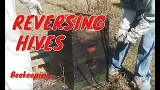 ☯️ Reversing Hives for Spring Build Up  _ Beekeeping