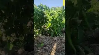 chilli in my backyard