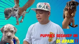 PUPPIES IDAMAN JAMBI SUPERBULLS 🔥🔥
