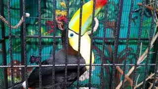 Rescued Adult Toucan