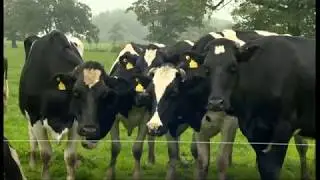 Exporting fresh milk to the Middle East