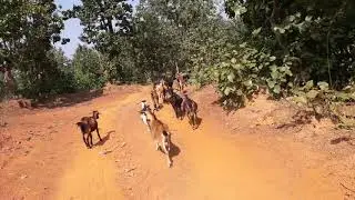 JOHAR GE MEROM GUPI PASTA KHONAH