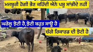 ਮਜਬੂਰੀ ਹੋਗੀ ਭੈਣ ਕਹਿੰਦੀ ਐਨੇ ਪਸ਼ੂ ਸਾਂਭੀਦੇ ਨਹੀਂ, ਘਰੇਲੂ ਝੋਟੀ ਹੈ, ਝੋਟੀ ਬਹੁਤ ਸਾਊ ਹੈ, ਚੰਗੇ ਰਿਕਾਰਡ ਦੀ ਝੋਟੀ….