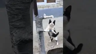 Funny cat drinks water from a tap on the street