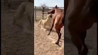 Lion tries to attack Horse,but gets Kicked🐎#wildliferescue #rescueefforts #animals #horse #shorts