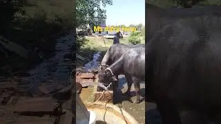 Ms dairy farm #live #buffalo #dairyfarm #milking