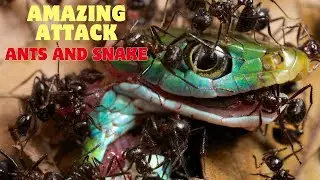 Amazing Attack: Ants Vs Snake