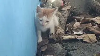 Kitten taking a dump with doom music