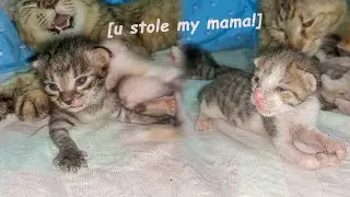Jealous Adopted Kitten Thinks Foster Mom Cat Loves the Orphan More 🖤 ~ The Poor Kitten Rescue