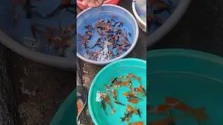 Aquarium Fish price in Galiff street Kolkata India . #trending #galiffstreetmarketkolkata #fishtank