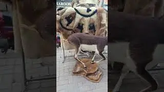 black buck taxidermy