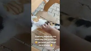 Calico Cat Love Getting Pets  #calicocats  #cat #catlovers
