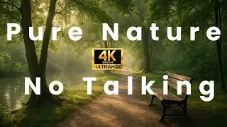 Спокойный Парк Дождь ASMR 🌳 1 Час Звуков Природы для Сна и Расслабления