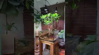 10 year old mangrove lagoon aquarium
