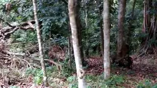 Thekkady tiger reserved forest