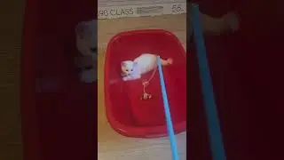 #roblox #games #dance #funny #cat #веселыекоты #красиваякошка #music #kitten #прикольныекоты