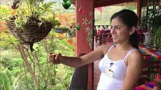 Puerto Vallarta Botanical Garden Bird Watching Paradise Travel Photo Video