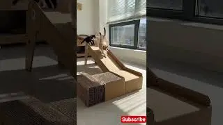 Cardboard Slide Party! Kittens Take Turns #KittenPlaytime #CardboardSlide #CuteKittens