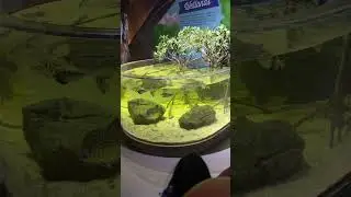 Spitting Fish St Louis Aquarium