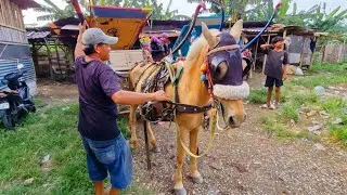 Наблюдение за процессом сборки специального конного экипажа перед выездом с базы - Сборка экипажа...