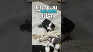 🐾✨ Adorable F1 Mini Bernedoodle Litter &ndash; Blue Merle & Tri-Color Beauties ✨🐶