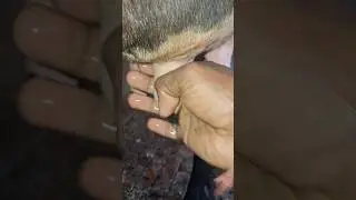 please subscribe my #trending #cow #yutubeshorts #farming #animals #funny