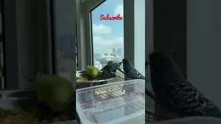 Budgie&rsquo;s Breakfast