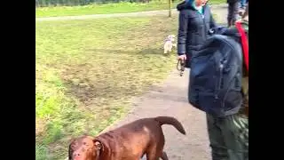 MACCLESFIELD DOG LOVERS RIVERSIDE WALK