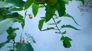 Huerto 🌱 tomates Cherry y Raf 