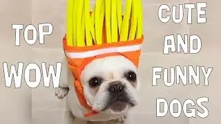 Try Not To Laugh Challenge - Funny and Cute Dogs Compilation 2019