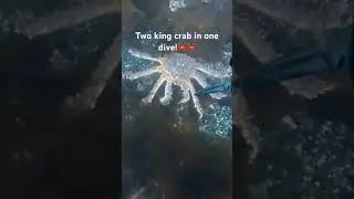 King Crab😱 #keepsupporting #fishinglife #spearfishing #fishingfrontier #fyp